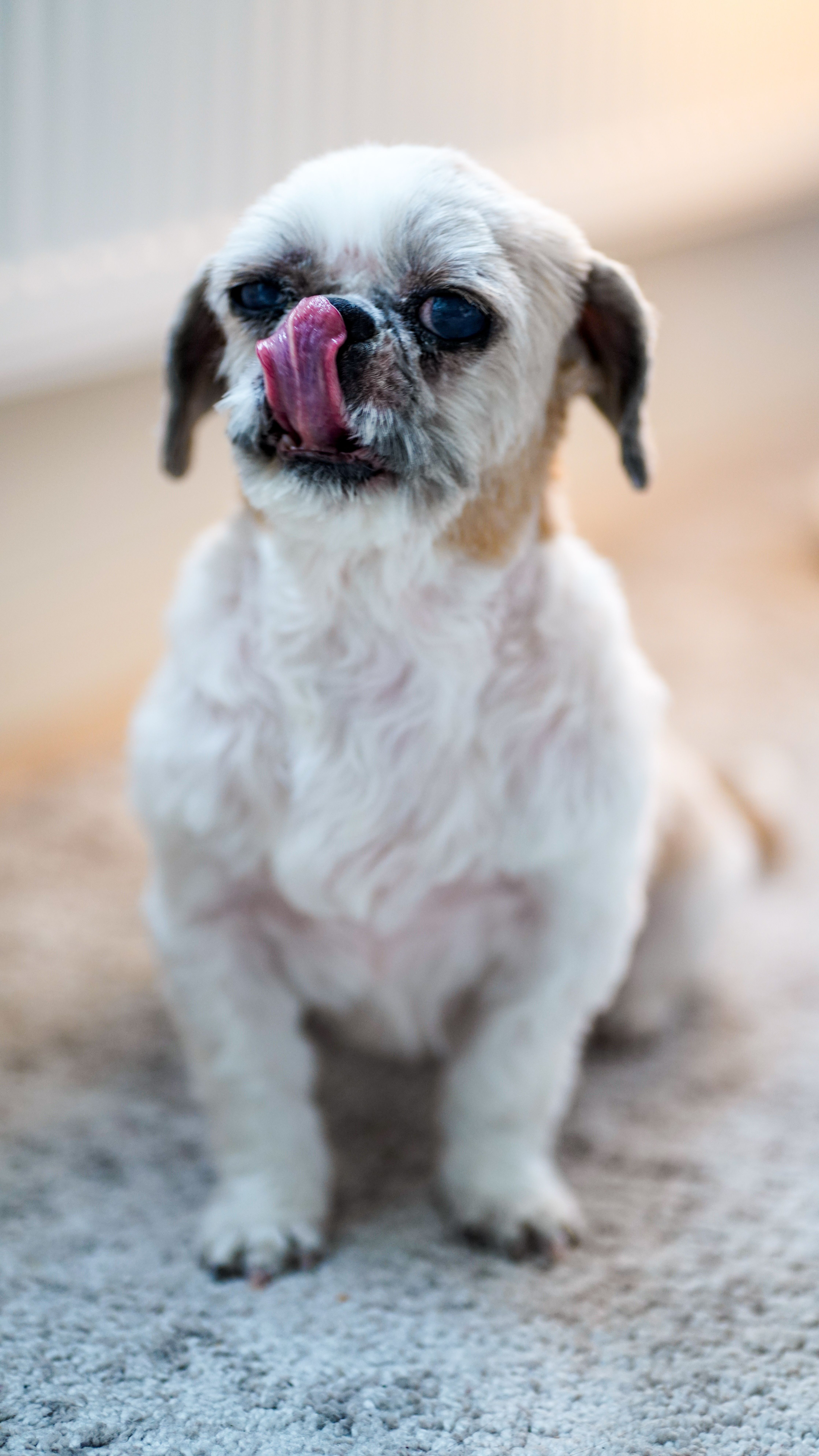 A Dog Sitting on the Floor · Free Stock Photo