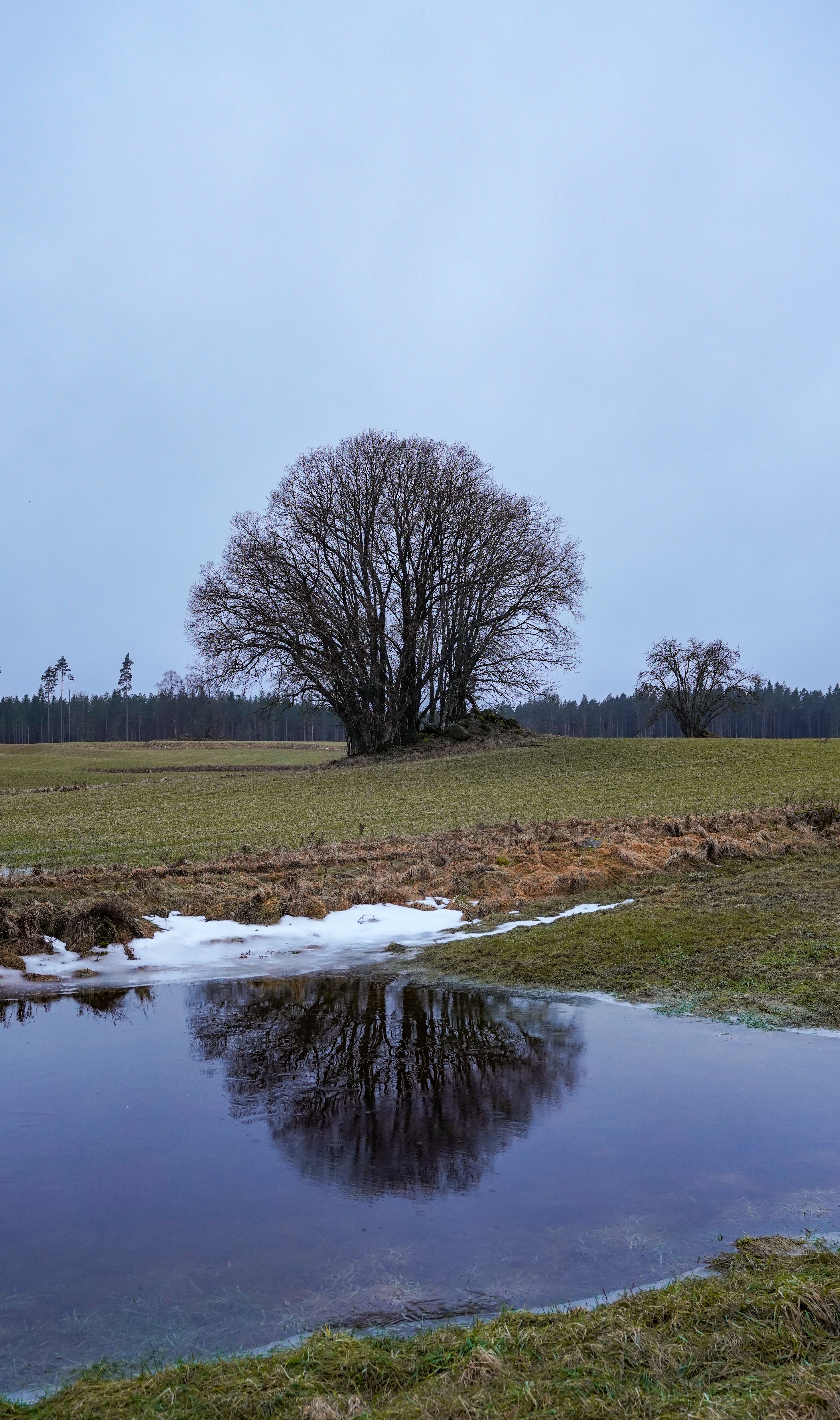 Peaceful rural scene of a lone tree reflecting in a pond during early spring.