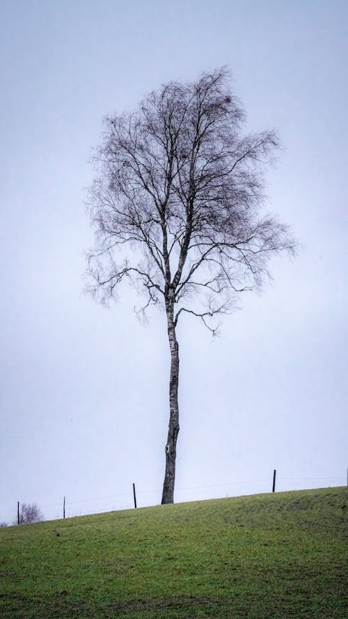 A lone tree on a hillside with a fence in the background