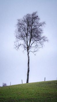 A lone tree stands on a gentle hill against a cloudy sky, representing solitude in nature.