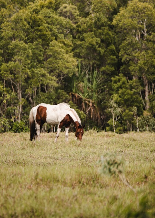 Horse on Pasture near Forest