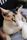 calico cat