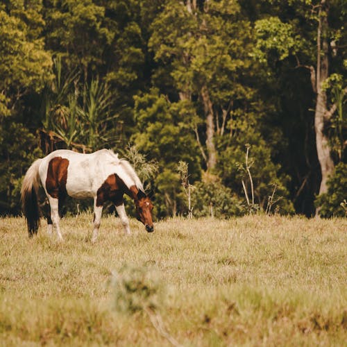 動物攝影, 吃草, 天性 的 免費圖庫相片