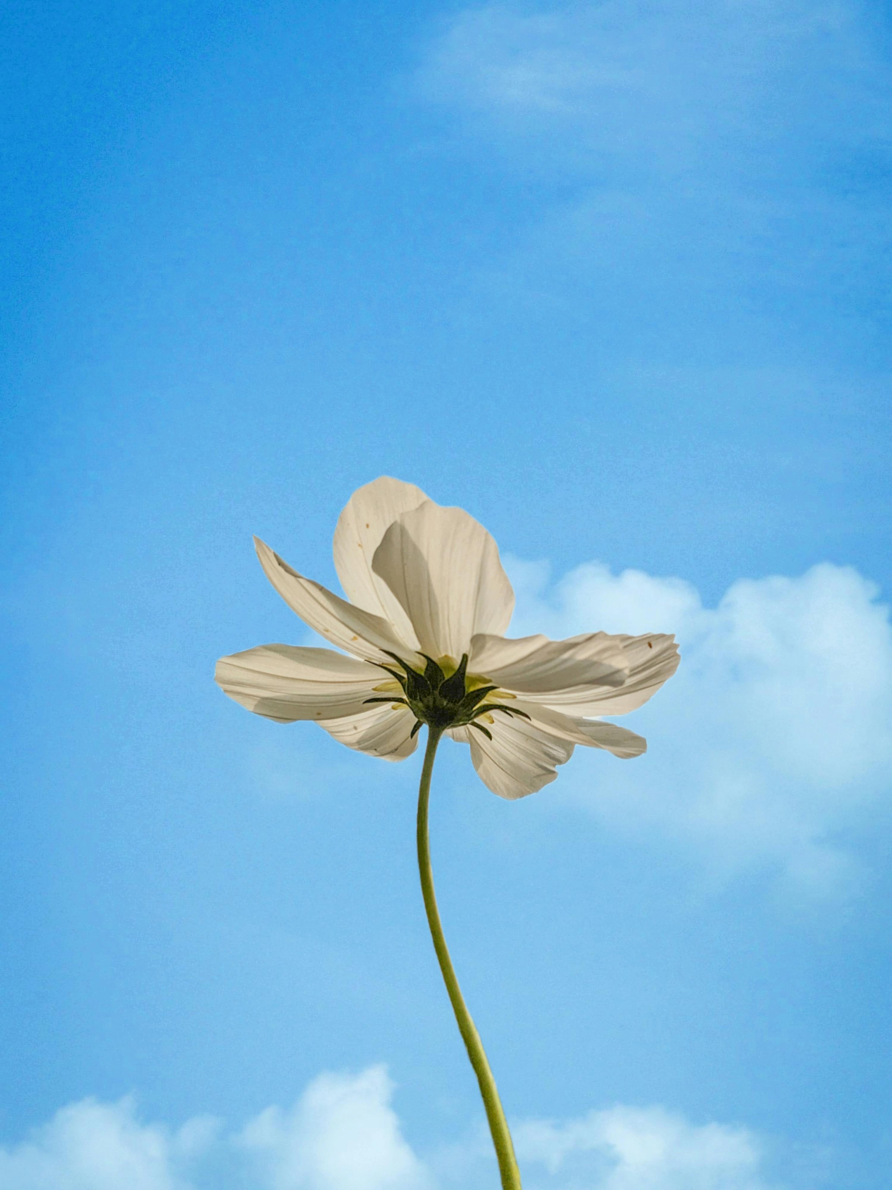 A delicate white flower reaching towards a vibrant blue sky with scattered clouds.