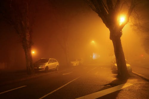 Tree and Lights over Street at Night