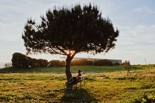 Man Sitting on Bench under Single Tree