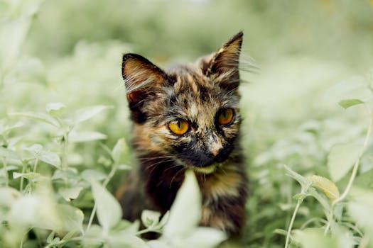 一只花布小猫，睁着金色的眼睛，在郁郁葱葱的户外绿化中特写