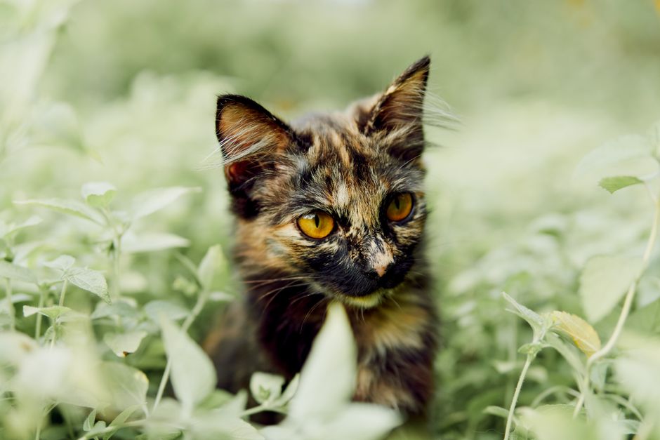Close-up of a calico kitten with golden eyes amidst lush outdoor greenery.