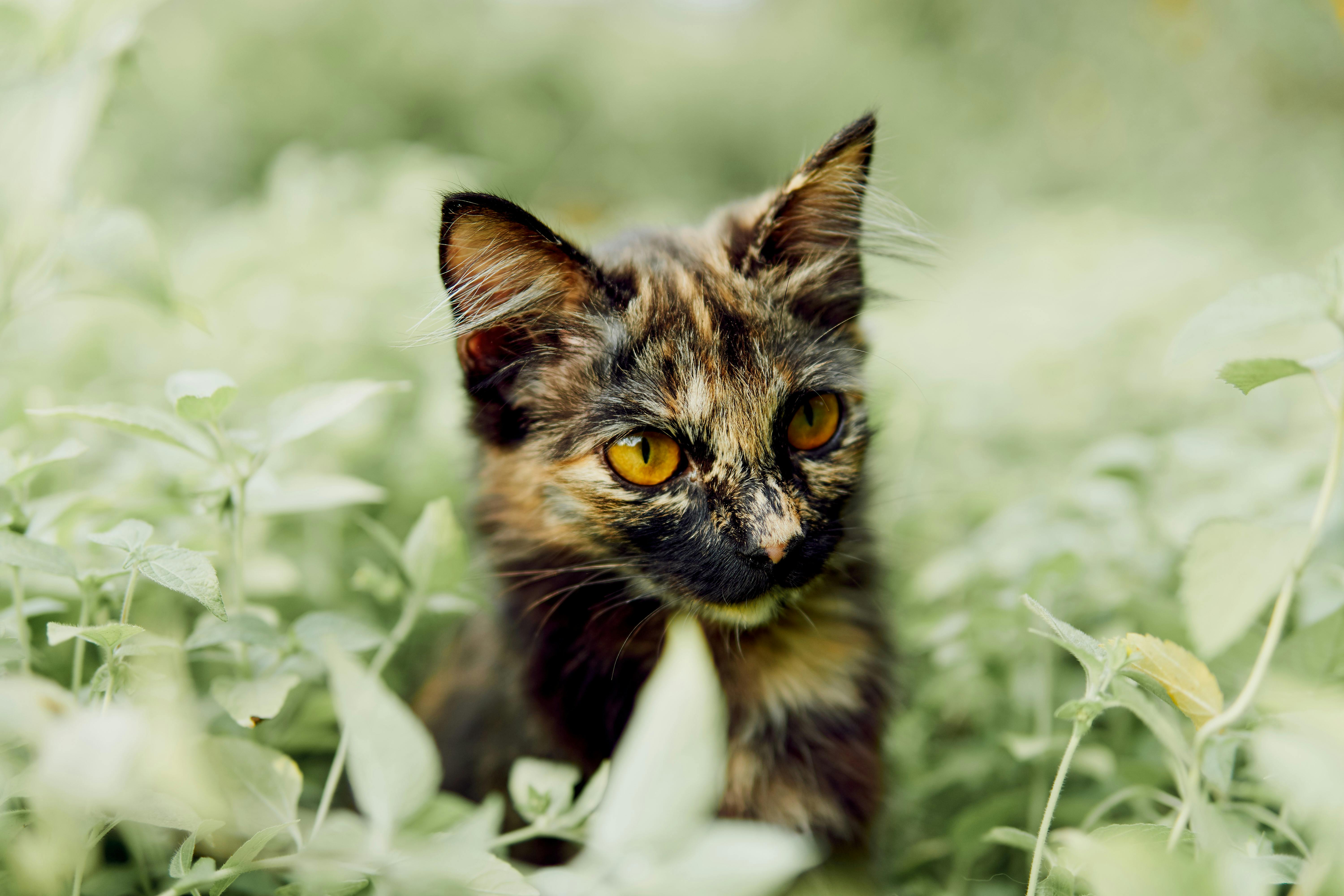 900+ Katzenauge Bilder und Fotos · Kostenlos Downloaden · Pexels