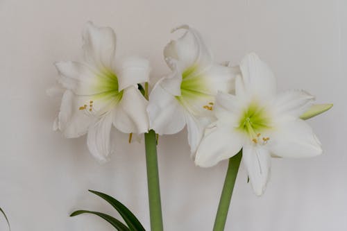 Gratis lagerfoto af blomster, frisk, hvid baggrund