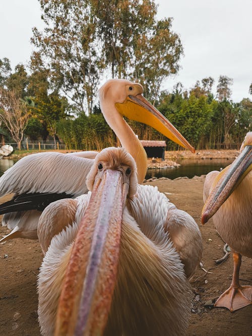 Close up of Great White Pelicans
