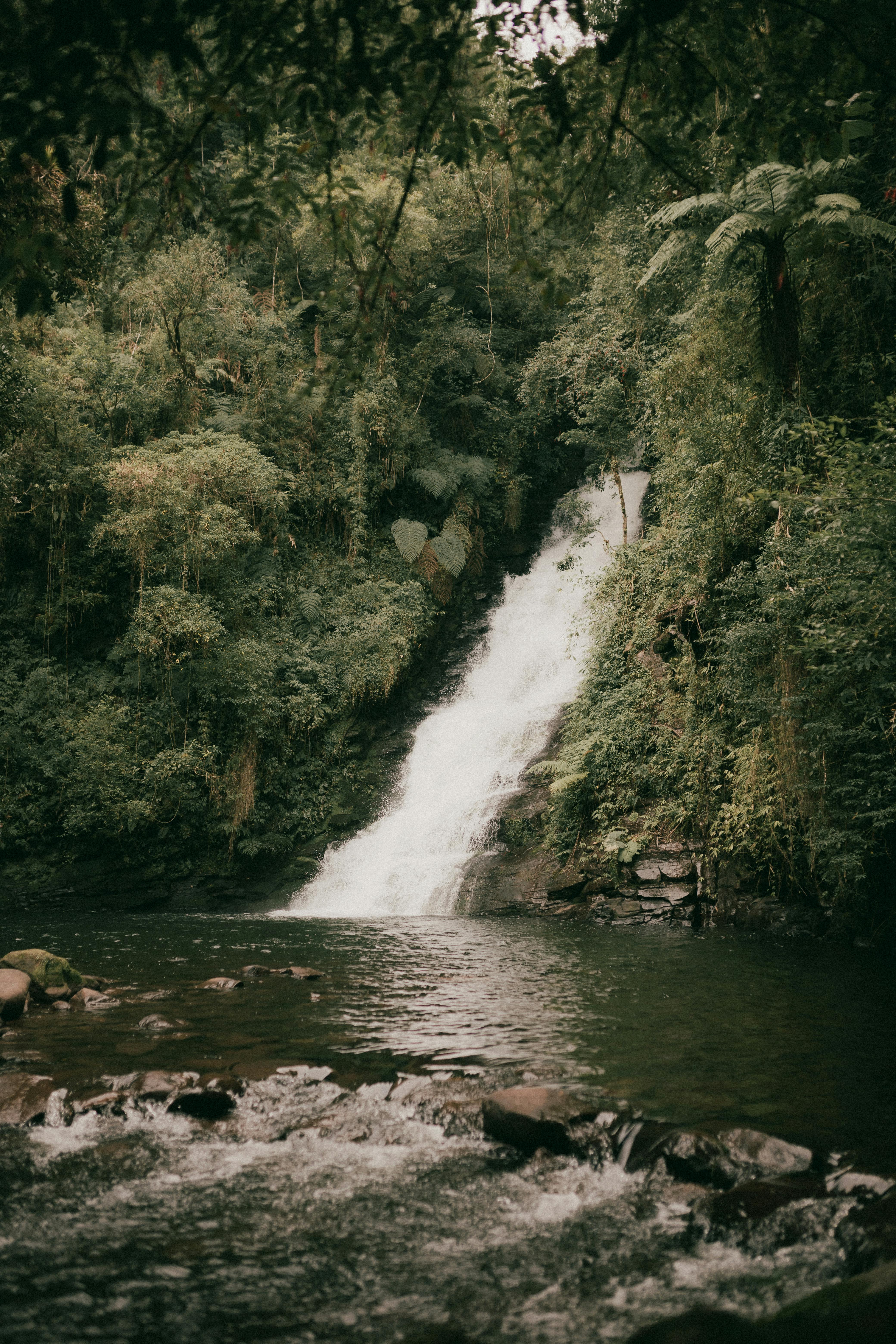 Beautiful waterfall cascading in a lush green forest, creating a tranquil natural scene.