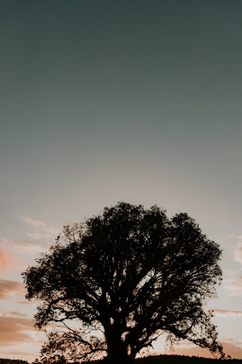 ağaç, akşam, akşam karanlığı içeren Ücretsiz stok fotoğraf