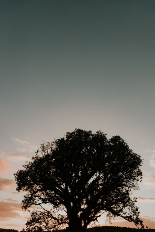 Free A beautiful silhouette of a lone tree against a vibrant sunset sky, capturing tranquility. Stock Photo