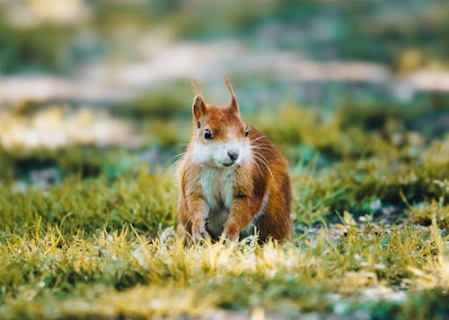 Immagine gratuita di erba, focus selettivo, fotografia di animali