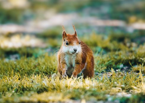 An adorable red squirrel sitting on grass, captured in natural light.