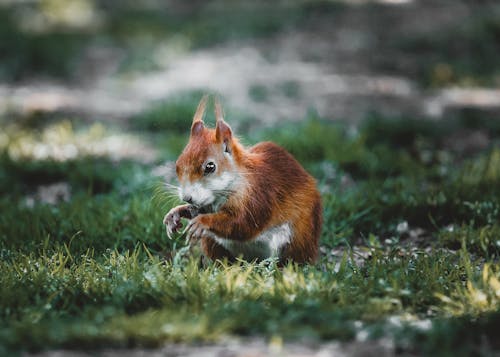 Close-up of a Red Squirrel Sitting on the Grass