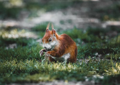 Ilmainen kuvapankkikuva tunnisteilla eläinkuvaus, istuminen, jyrsijä