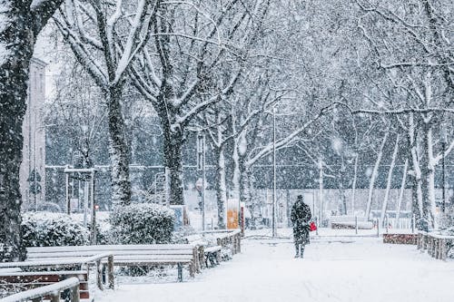 Person Walking at Park in Snow