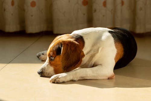 Immagine gratuita di animale domestico, beagle, cane
