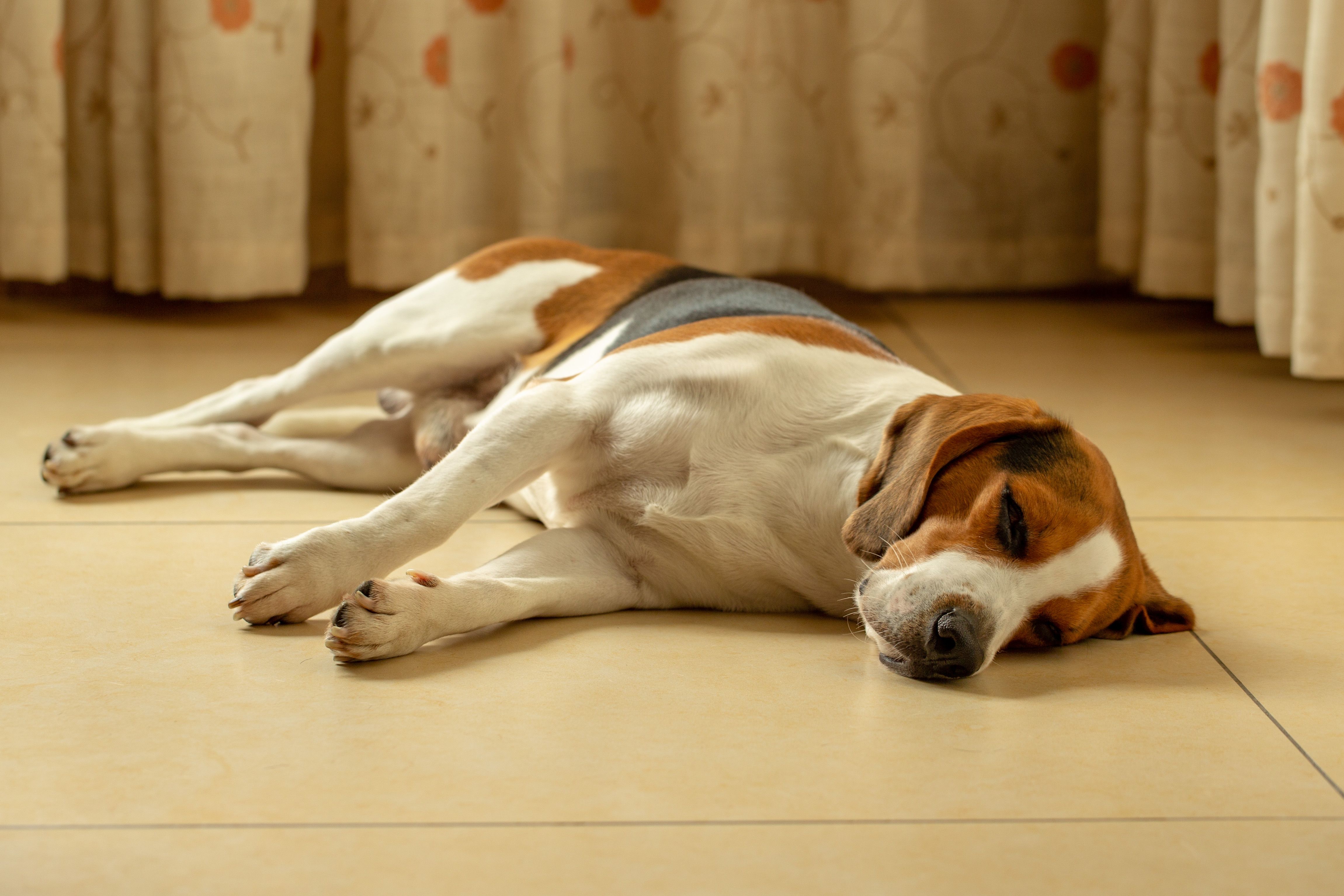 A beagle dog sleeping peacefully on a tiled floor in a sunlit room.
