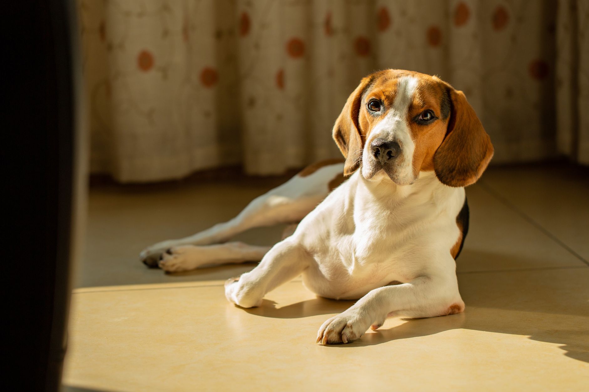 Adorable beagle lying on the floor bathed in warm sunlight indoors.