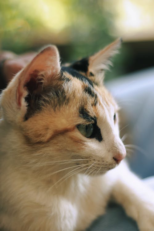 Close-up of a Young Calico Cat 