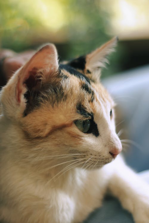 Kostenloses Stock Foto zu häuslich, haustier, kalikokatze