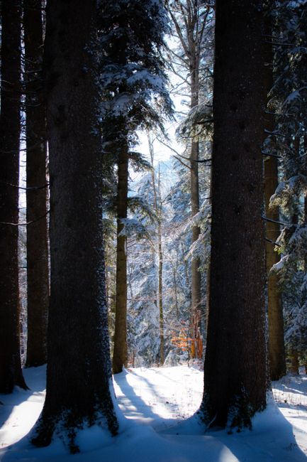 A serene winter forest scene with tall snow-covered trees and sunlight shining through.