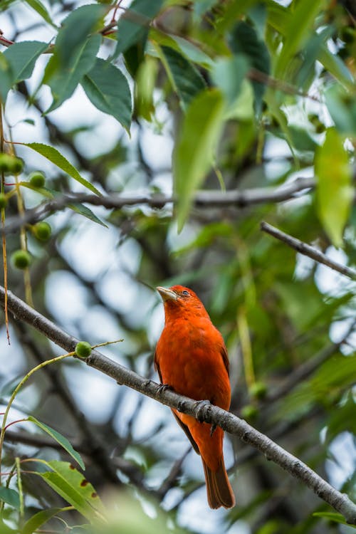 노래하는 새, 동물 사진, 새의 무료 스톡 사진