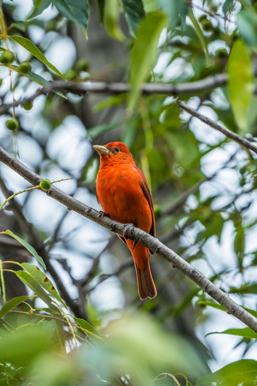 Summer Tanager Bird in Nature