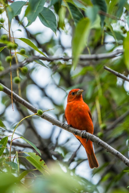Fotos de stock gratuitas de ave roja, enfoque selectivo, fotografía de animales