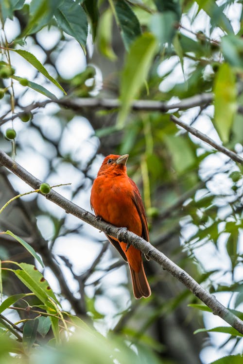 Summer Tanager in Nature