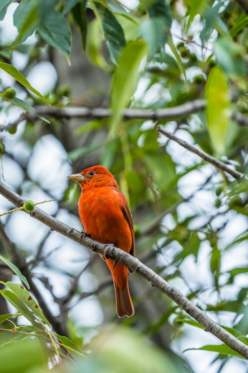 Summer Tanager in Nature