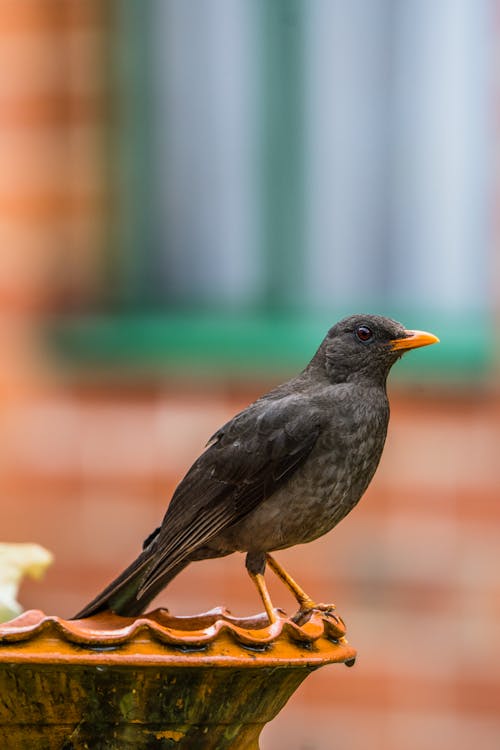 Kostnadsfri bild av djurfotografi, fågel, koltrast