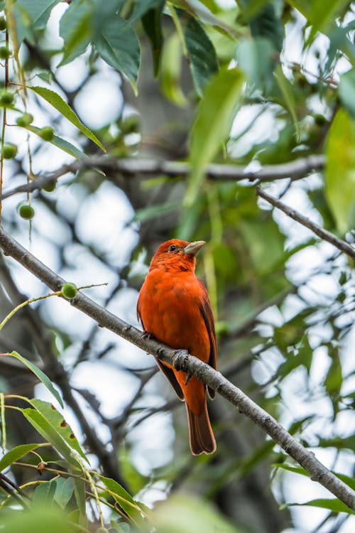 Ilmainen kuvapankkikuva tunnisteilla eläinkuvaus, kesä tanager, lintu