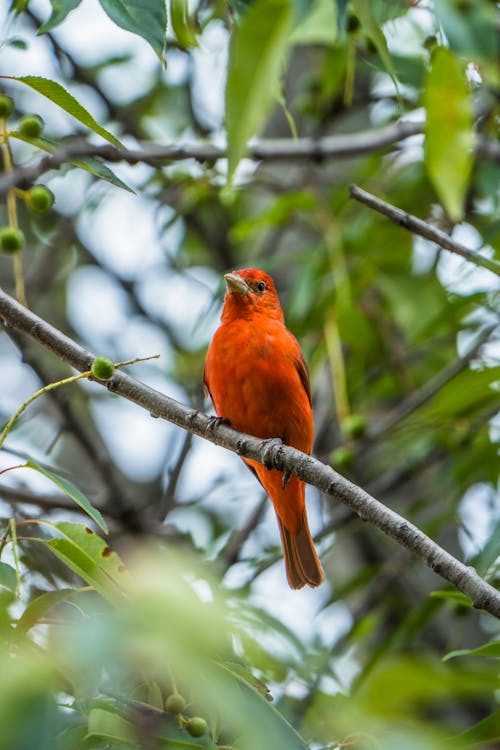 Tanager Sitting on a Branch