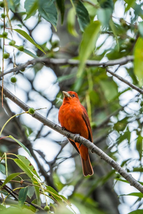 Summer Tanager Bird in Nature