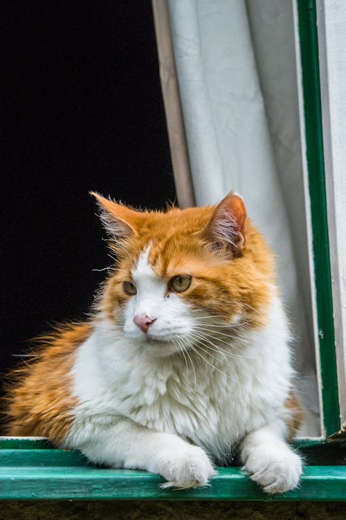 Ginger Cat Lying in the Window