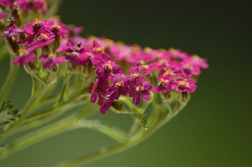 Foto d'estoc gratuïta de enfocament selectiu, flors, fons verd