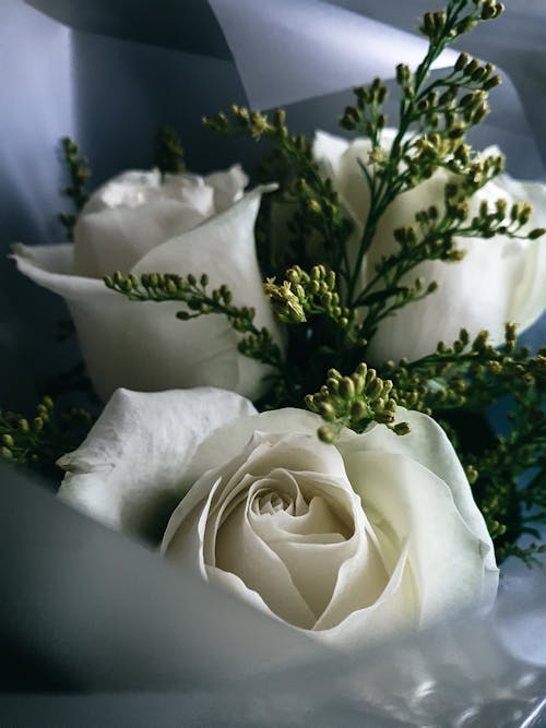 Foto profissional grátis de branco, estético, flor