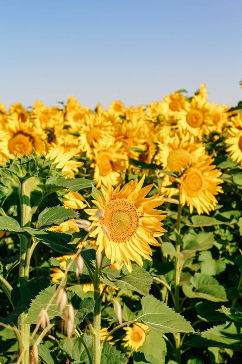 Immagine gratuita di campo, fiori, foglie