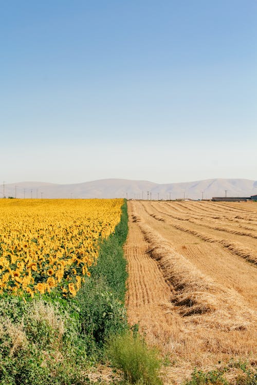 Wheat and Sunflower Fields Under a Clear Sky