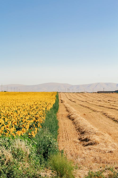 Gratis stockfoto met boerderij, copyruimte, heldere lucht