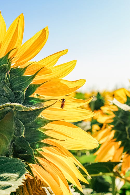 Gratis stockfoto met bij, bloem, detailopname