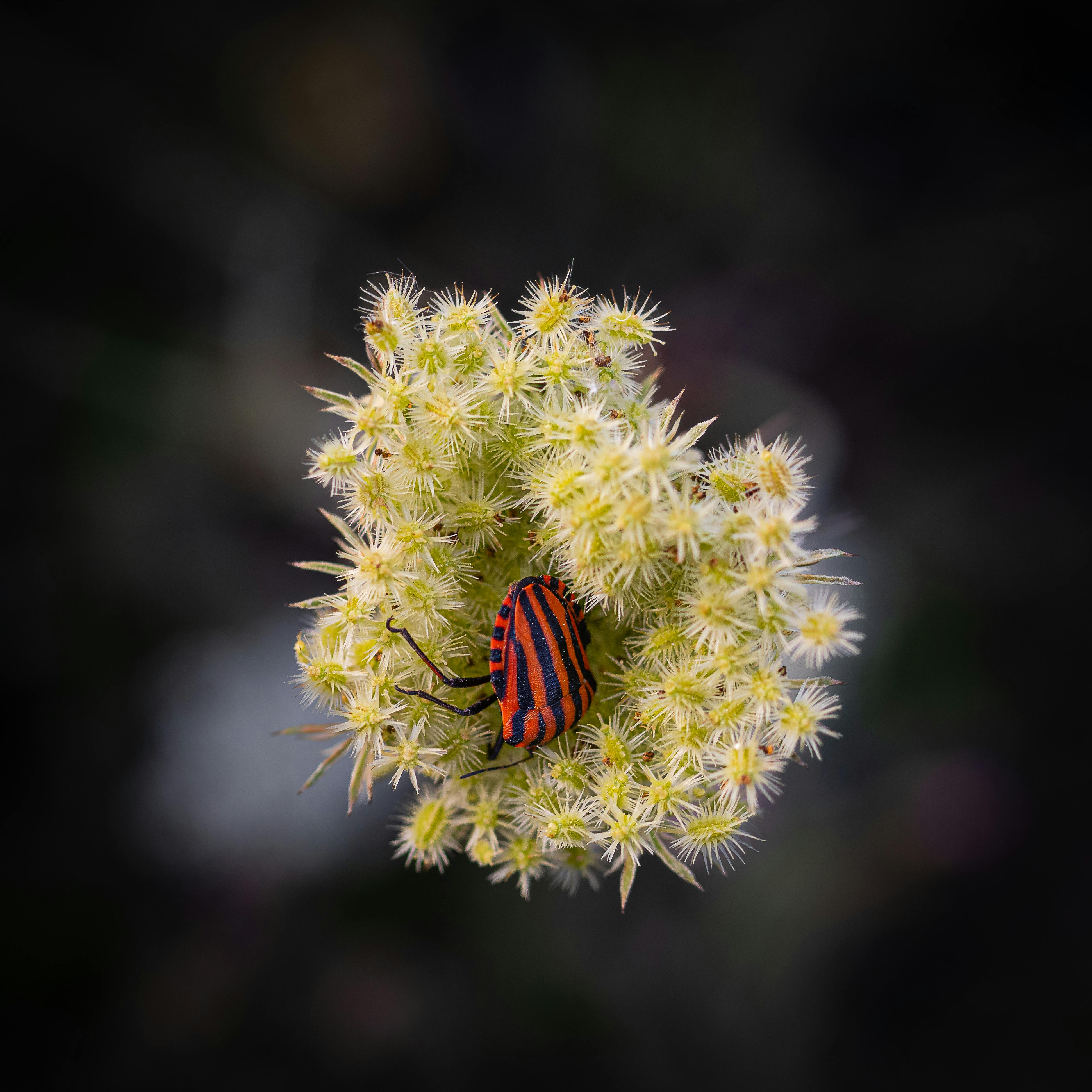 Natürliche Feinde kleiner schwarzer Insekten