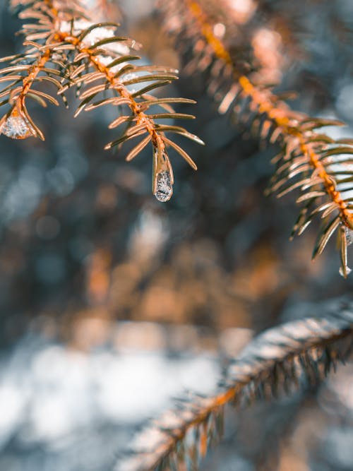 冬季, 冬季仙境, 冰晶 的 免费素材图片