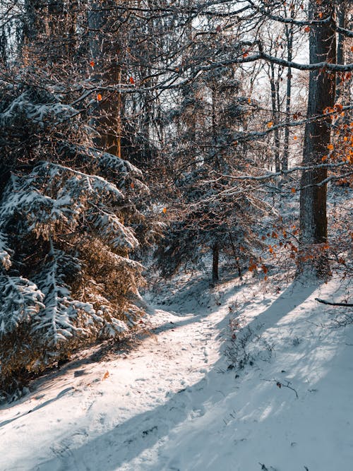 人行道, 公園, 冬季 的 免费素材图片