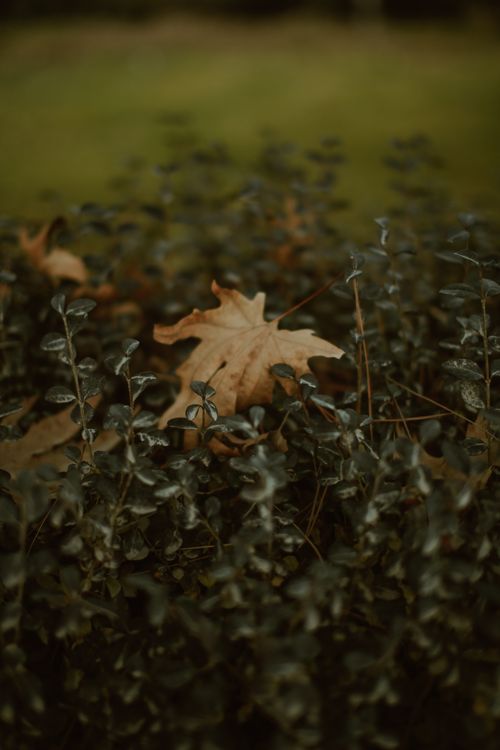 Free A single golden maple leaf lies atop a dense bush, capturing the essence of fall foliage. Stock Photo