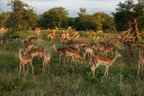 Mandria Di Cervi Nel Campo Di Erba Verde